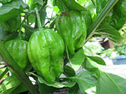 Trinidad Moruga Scorpion