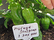 Trinidad Moruga Scorpion
