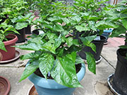 Trinidad Moruga Scorpion