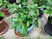 Trinidad Moruga Scorpion