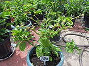 Trinidad Moruga Scorpion