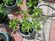 Trinidad Moruga Scorpion
