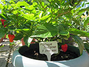 Trinidad Moruga Scorpion