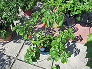 Trinidad Moruga Scorpion