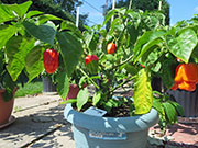 Trinidad Moruga Scorpion