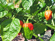 Trinidad Moruga Scorpion
