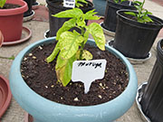 Trinidad Moruga Scorpion