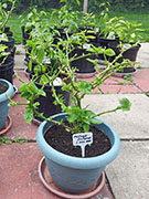 Trinidad Moruga Scorpion