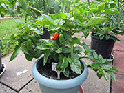 Trinidad Moruga Scorpion