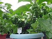 Trinidad Moruga Scorpion