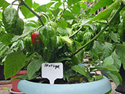 Trinidad Moruga Scorpion