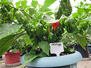 Trinidad Moruga Scorpion