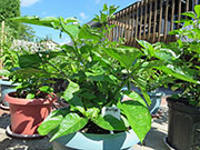 Trinidad Moruga Scorpion