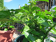 Trinidad Moruga Scorpion