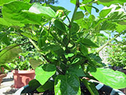 Trinidad Moruga Scorpion