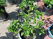 Trinidad Moruga Scorpion