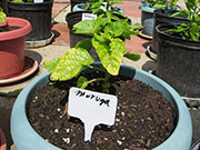 Trinidad Moruga Scorpion