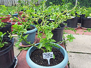 Trinidad Moruga Scorpion