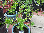 Trinidad Moruga Scorpion
