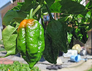 Trinidad Moruga Scorpion