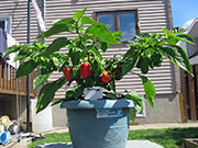 Trinidad Moruga Scorpion