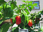 Trinidad Moruga Scorpion