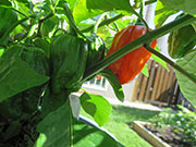 Trinidad Moruga Scorpion