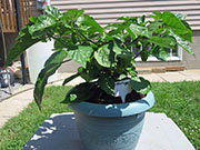 Trinidad Moruga Scorpion