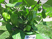 Trinidad Moruga Scorpion