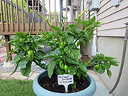 Trinidad Moruga Scorpion