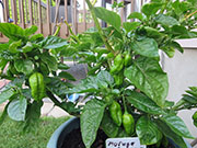 Trinidad Moruga Scorpion