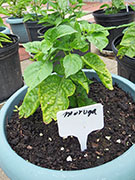 Trinidad Moruga Scorpion