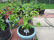 Trinidad Moruga Scorpion