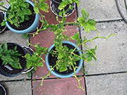 Trinidad Moruga Scorpion