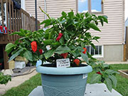 Trinidad Moruga Scorpion