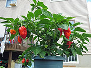 Trinidad Moruga Scorpion