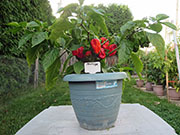 Trinidad Moruga Scorpion