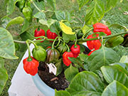 Trinidad Moruga Scorpion