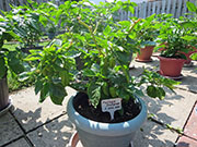 Trinidad Moruga Scorpion
