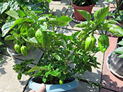 Trinidad Moruga Scorpion