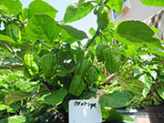 Trinidad Moruga Scorpion