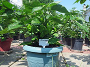 Trinidad Moruga Scorpion