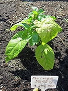 Trinidad Moruga Scorpion Yellow
