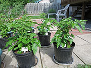Trinidad Moruga Scorpion Yellow