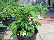 Trinidad Moruga Scorpion Yellow