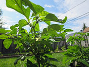 Trinidad Moruga Scorpion Yellow