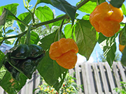 Trinidad Moruga Scorpion Yellow