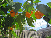 Trinidad Moruga Scorpion Yellow