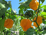 Trinidad Moruga Scorpion Yellow