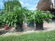 Trinidad Moruga Scorpion Yellow